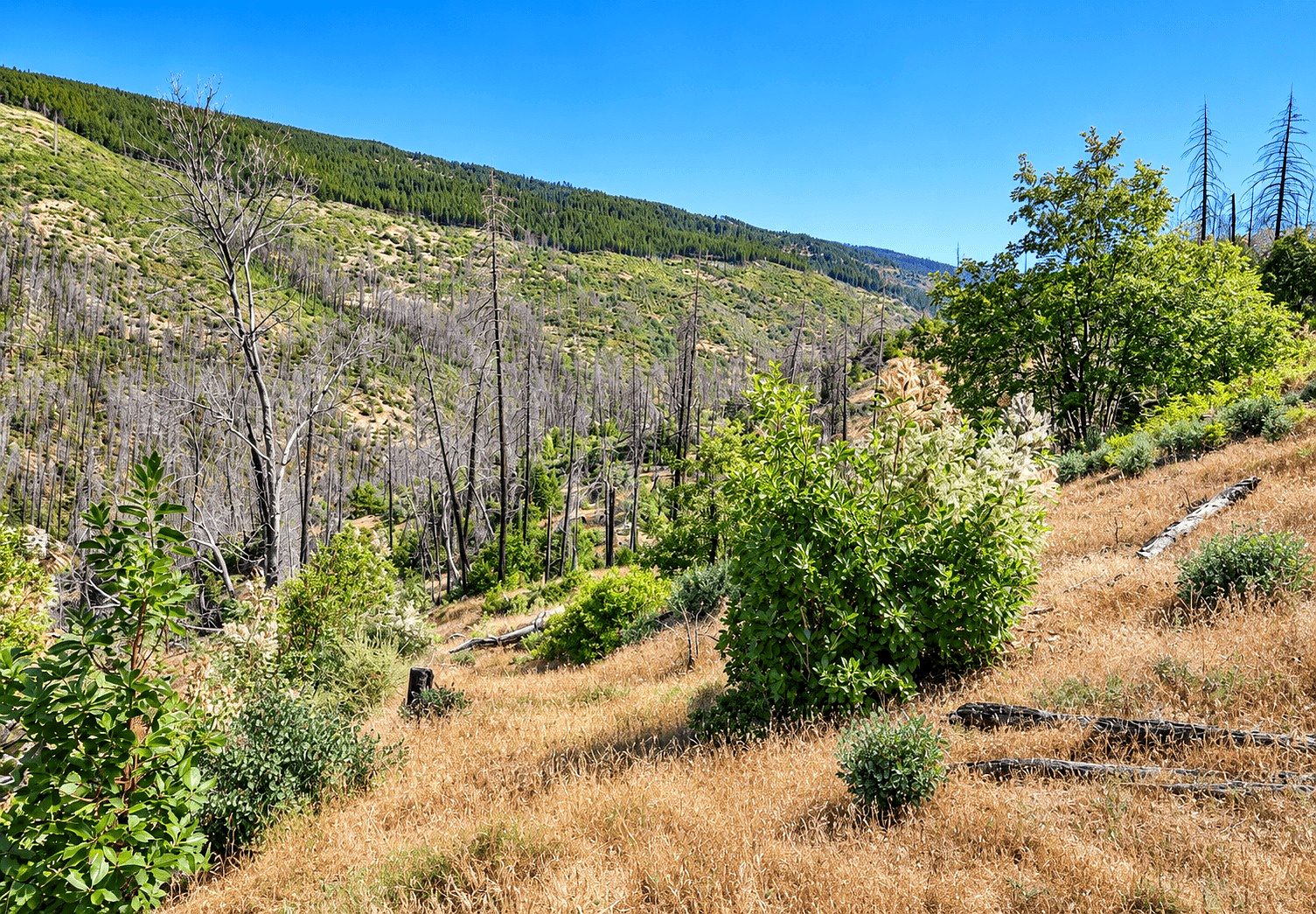 76.5 ac in Horse Creek, CA photo 9