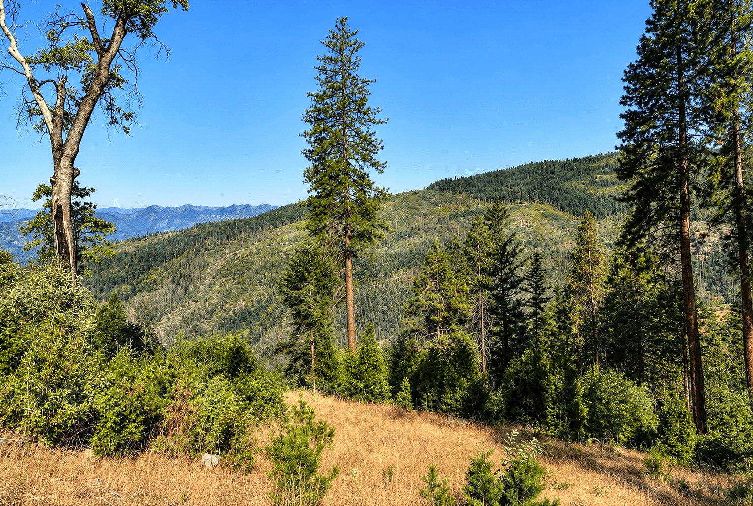 76.5 ac in Horse Creek, CA photo 10
