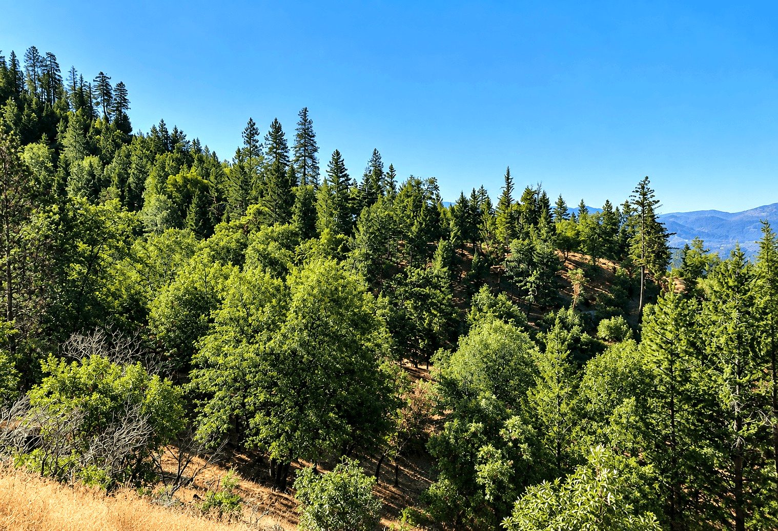 76.5 ac in Horse Creek, CA photo 11