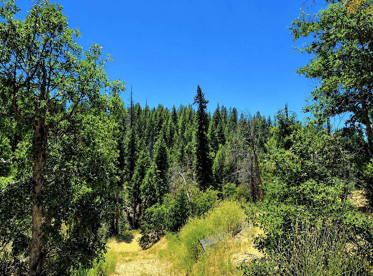 3.34 ac in Hayfork, CA photo 2