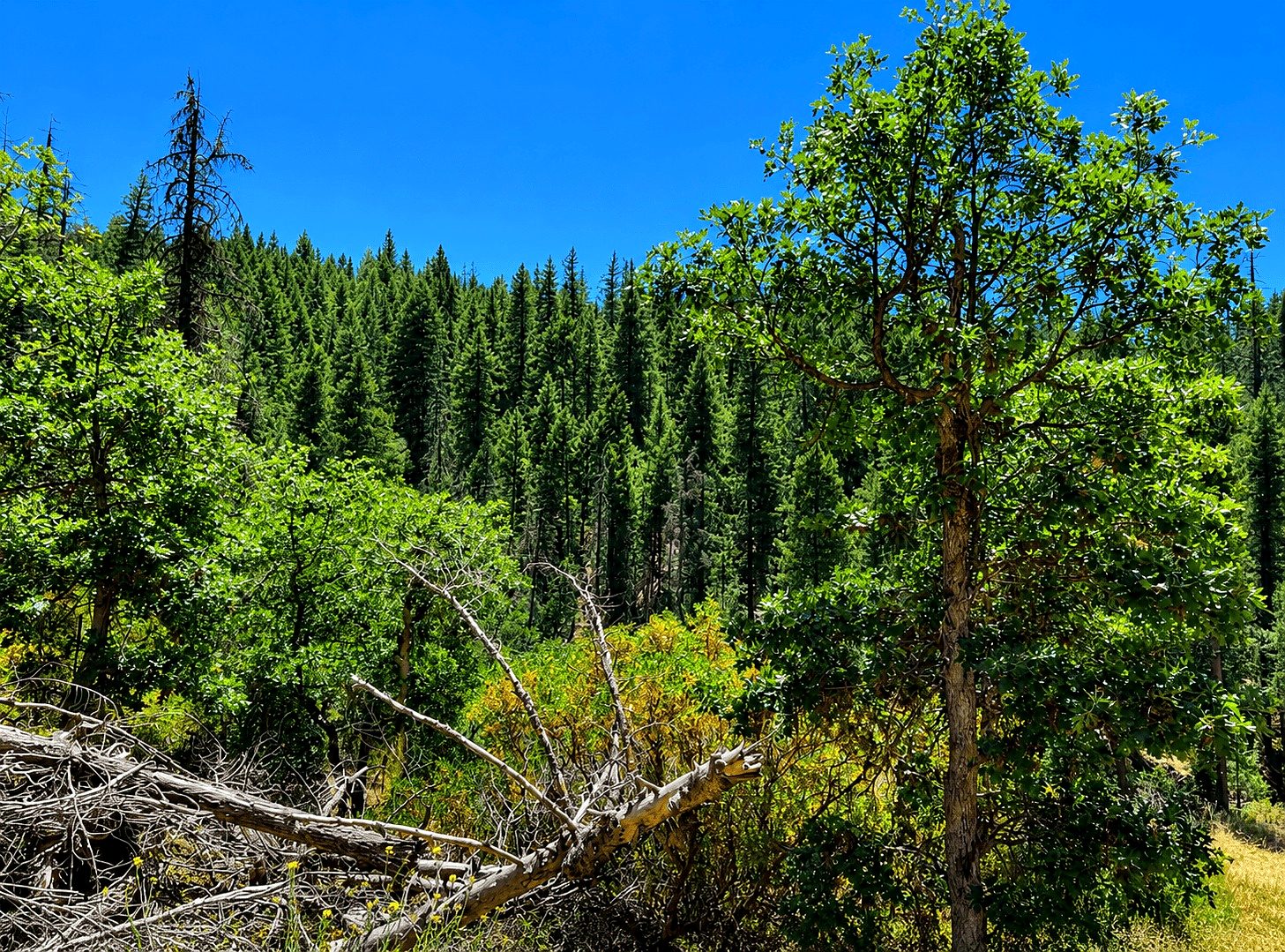 3.34 ac in Hayfork, CA photo 10
