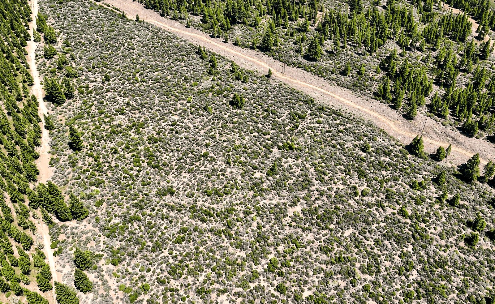 127.5 ac in Weed, CA photo 7