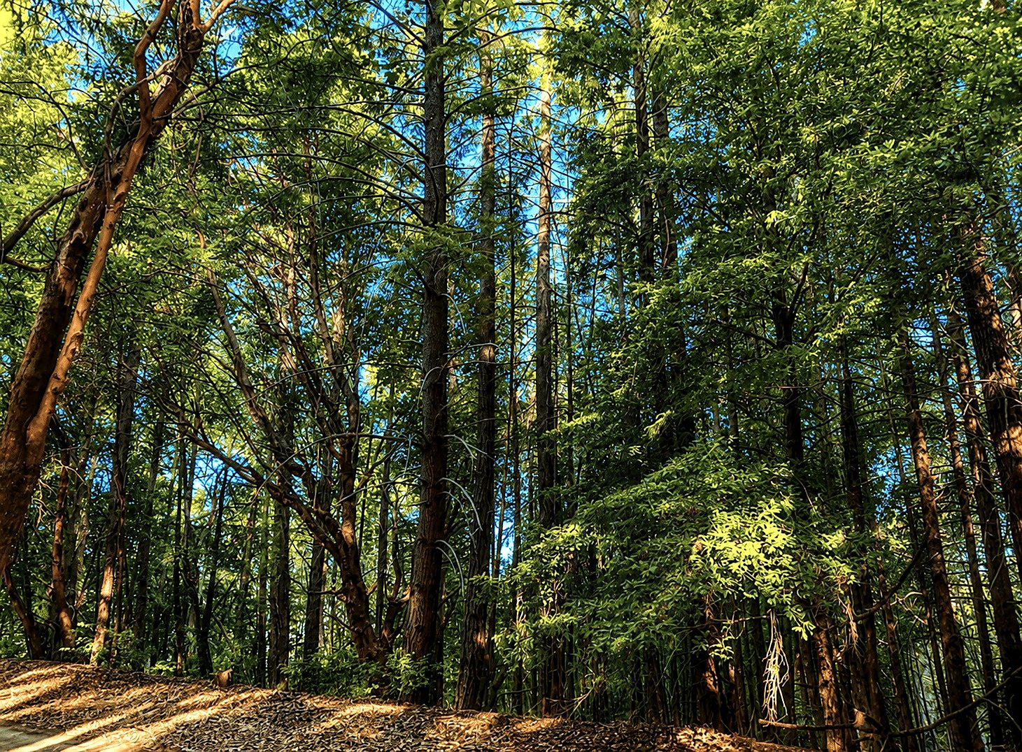 45 ac in Ettersburg, CA photo 9
