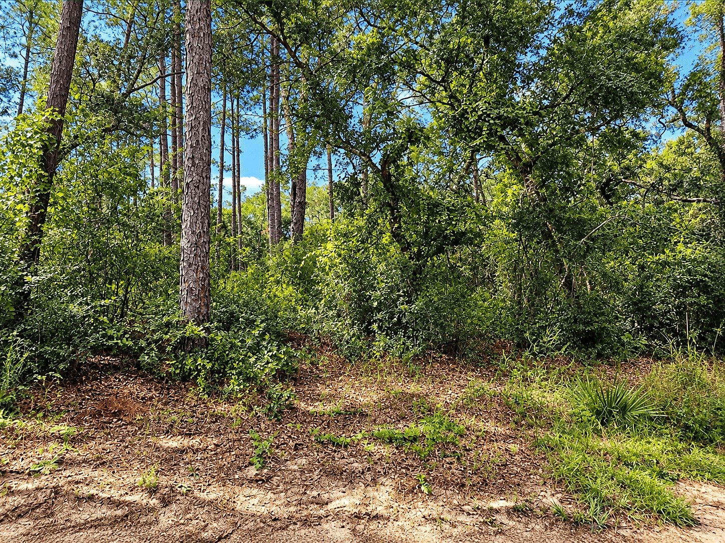19,600 sqft in Ocklawaha, FL photo 6