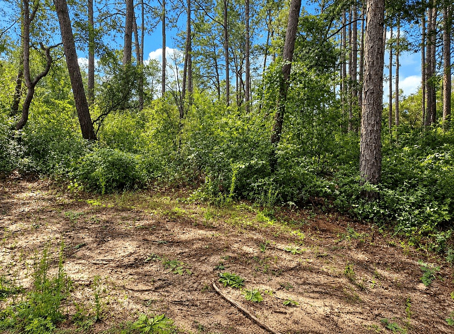 19,600 sqft in Ocklawaha, FL photo 7